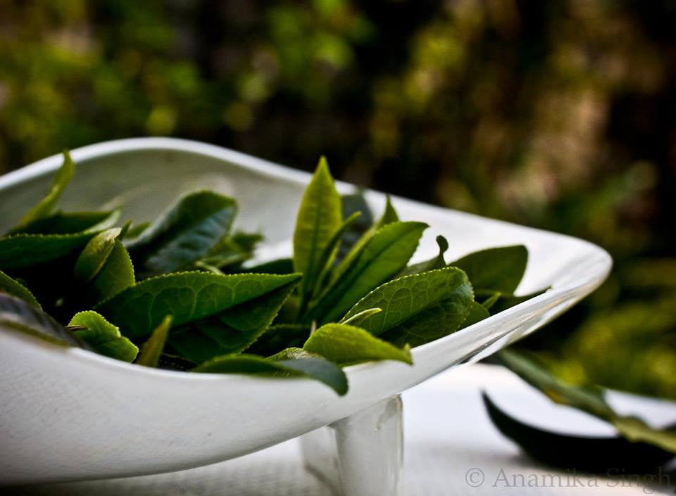 Tea Chronicles: What is the difference between green tea and black tea?