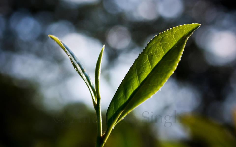 Tea Chronicles: What is Orange Pekoe Tea?