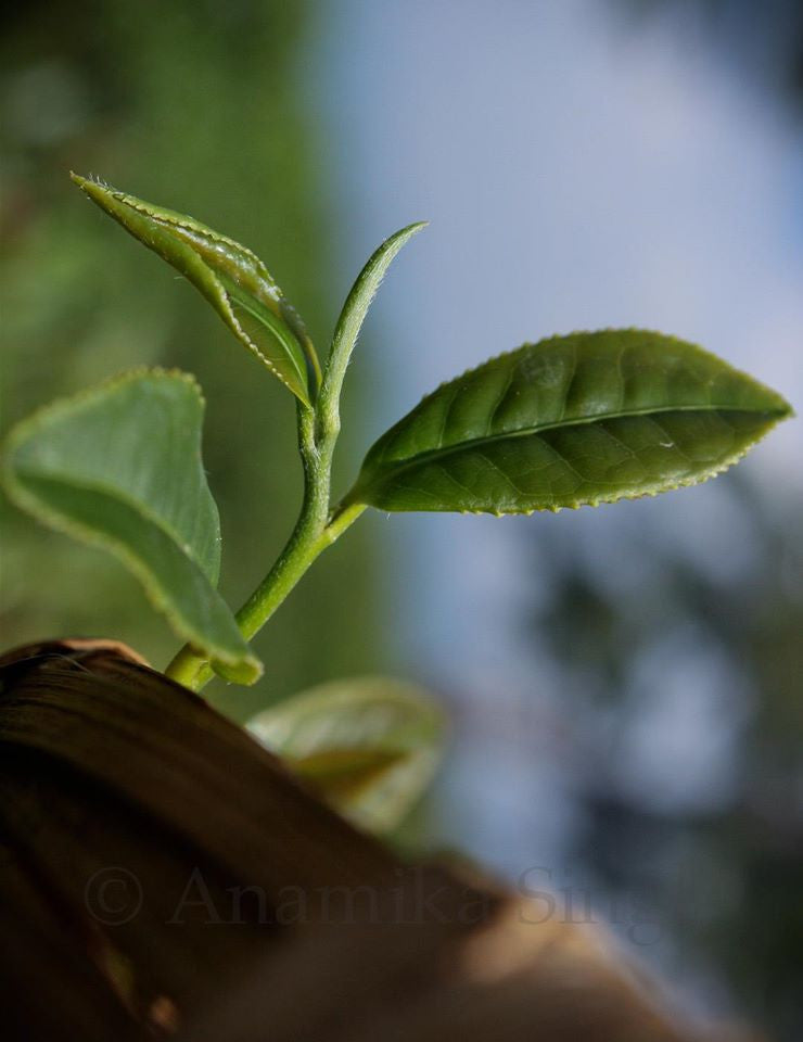 Tea Chronicles: Do you pluck Tea leaves from the entire bush?