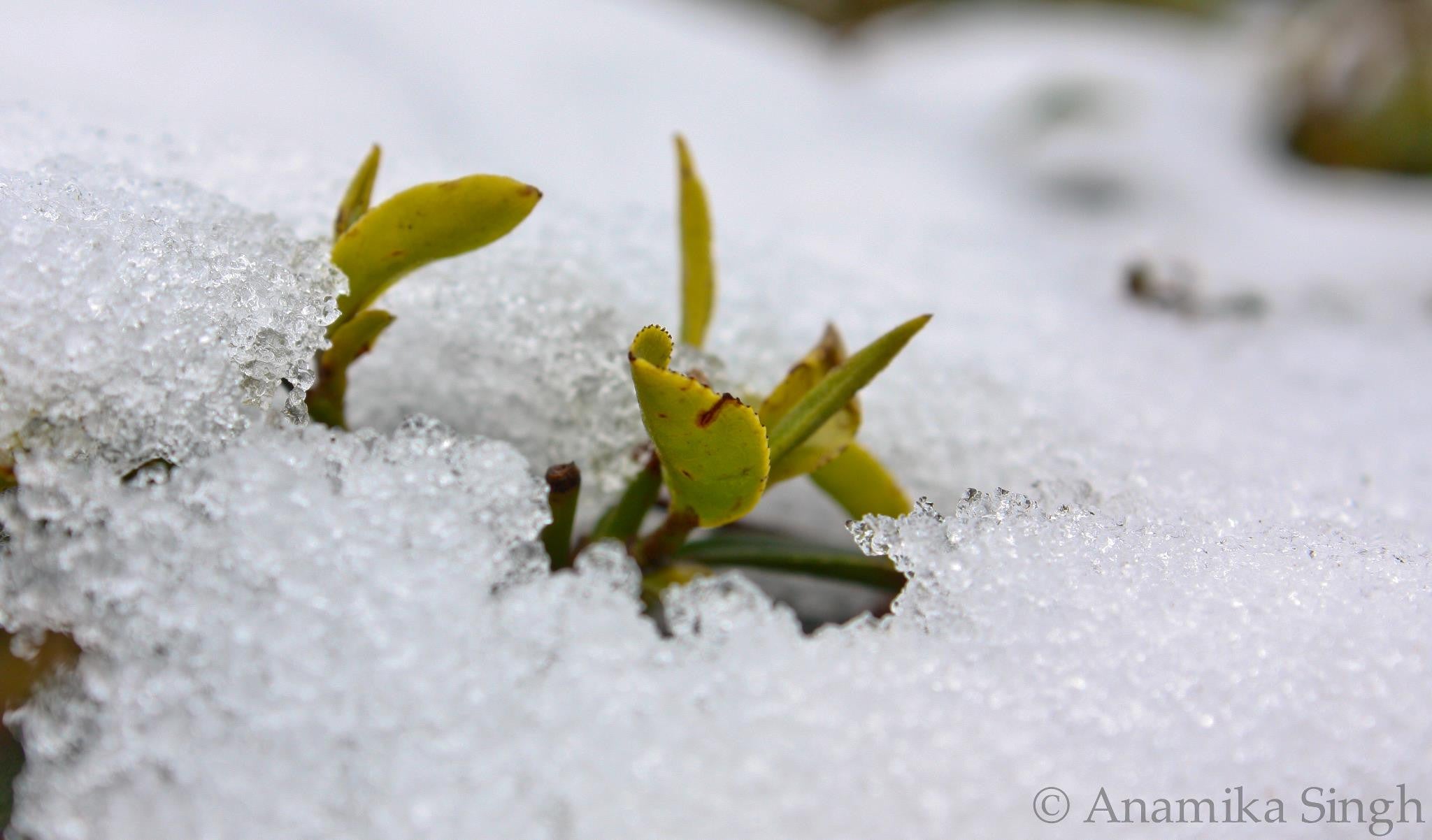 Tea Chronicles: What is White Tea?